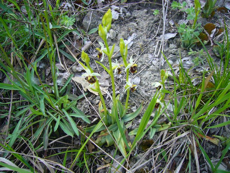 Ophrys?